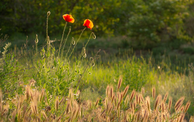 graceful red fragile poppies in the meadow, summer atmosphere on a poppy field