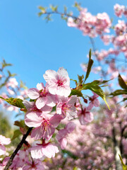 ピンクのサクラのクローズアップと青空