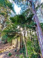 森林にある階段と太陽光