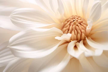 Foto auf Acrylglas Antireflex White flower © paul