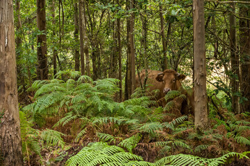 Cow grazing behind a fern forest.