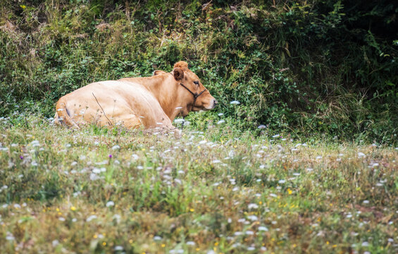 Calf lying down resting in a meadow of flowers.
