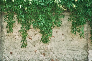 The Green Creeper Plant on wall. Background. High quality photo