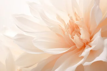 Foto op Plexiglas White flower © paul