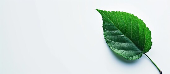A single vibrant green leaf rests elegantly upon a clean white surface. The contrast between the leaf and background creates a striking visual composition.