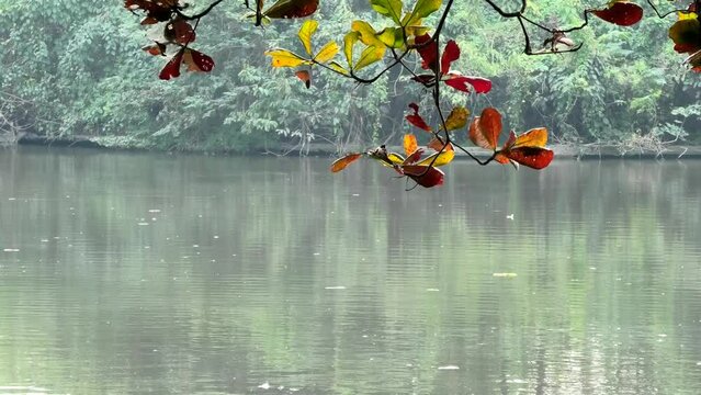 A tree branch with colorful leaves leaning towards the lake