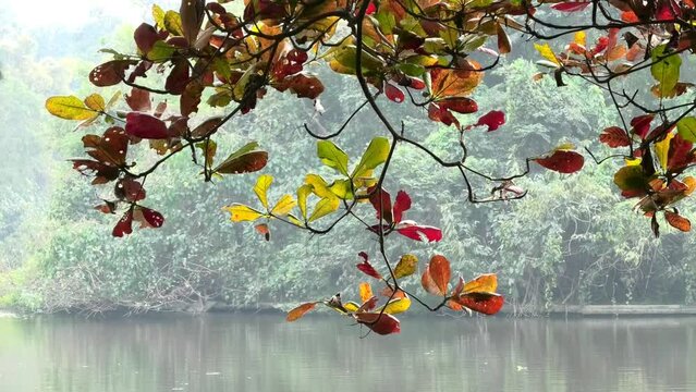 A tree branch with colorful leaves leaning towards the lake