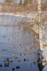 ducks in the water at the edge of the pond