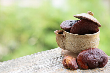 Reishi or lingzhi Mushroom on natural background.