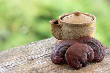 Reishi or lingzhi Mushroom on natural background.