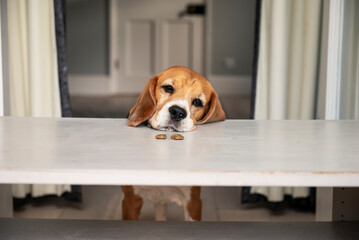 Beagle dog with sad eyes looks at dry food on the table
