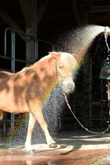 Pferdedusche. Schönes Pferd wird im Sommer mit Wasserschlauch abgeduscht