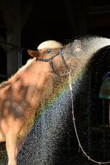 Pferdedusche. Schönes Pferd wird im Sommer mit Wasserschlauch abgeduscht