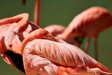 The Caribbean flamingo (Phoenicopterus ruber) is a species of bird from the flamingidae family. Caribbean flamingo in artificial habitat. 