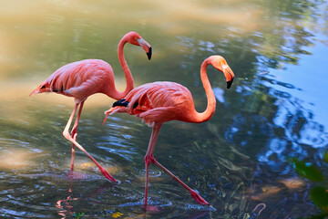 The Caribbean flamingo (Phoenicopterus ruber) is a species of bird from the flamingidae family. Caribbean flamingo in artificial habitat. 