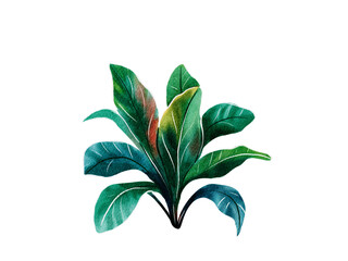 leaves isolated on white background