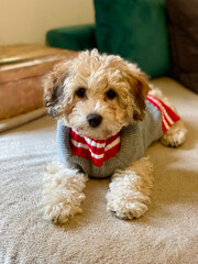 Cute cavapoo puppy wearing a warm woolen sweater