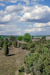 Obraz premium Juniper Heathland in Elmpter Schwalmbruch Nature Reserve close to Brueggen,Germany