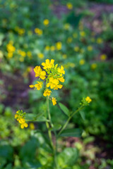 Fototapeta premium Rai Blossoms: Black Sarson plant with vibrant yellow flowers in Uttarakhand's organic farmland, North India.