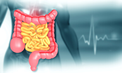 Anatomy of human colon. 3d illustration.