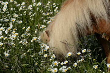 Blumenpony. Süßes Shetty in einer Margeritenwiese