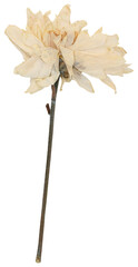 Pressed dried white chrysanthemum flower