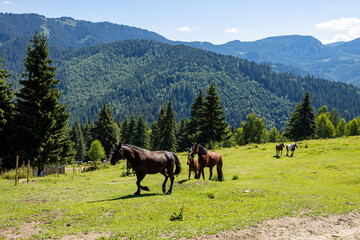 Fototapeta na wymiar Wild Horse in the Carpathian Mountains 