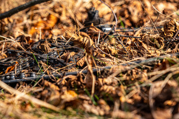 used bike parts, chain, wheel and sprockets thrown into the leaves