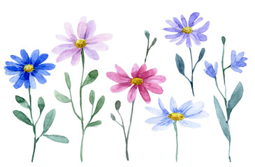 watercolor drawing, set of chamomile wild flowers