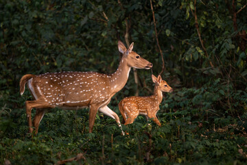 Chital - Axis axis, beautiful colored small deer from Asian grasslands, bushes and forests, Nagarahole Tiger Reserve, India.