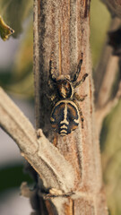 A brown jumping spider perching on a branch.