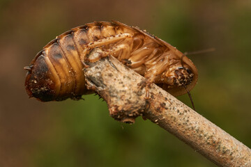 Details of a giant brown cockroach