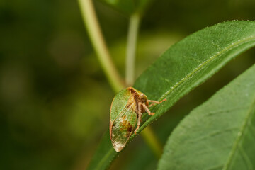 Insecto verde extraño posado sobre una hoja verde (Membracidae)