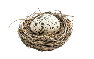 Egg as a Nesting Site for Birds isolated on transparent Background