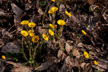Bright yellow spring flowers of mother and stepmother (lat. tussilago ) used in medicine.
