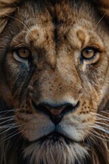Portrait of Lion Face
