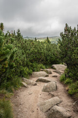 Stony Trail with Conifer in Krkonose National Park during Cloudy Day. Vertical Green Landscape in the Czech Republic.