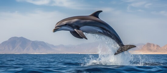 A dolphin is leaping out of the water in the Red Sea, near Hurghada in Marsa Alam. The graceful marine mammal is mid-air, showing off its impressive acrobatic skills as it breaches the surface.