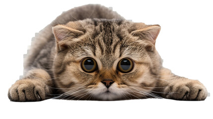 a scottish fold cat with folded ears and a cute expression, isolated on transparent background, png file