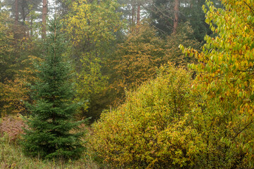 Obraz premium Autumn forest in the early morning in fog. Beautiful landscape.