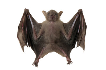 A closeup of the small bat on isolated background