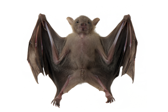 A closeup of the small bat on isolated background