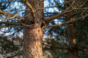 Beautiful trunk of pine tree with branches