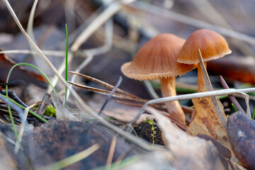 Close up of a scurfy twiglet mushroom also called Tubaria furfuracea