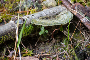 old mushroom on a tree stump