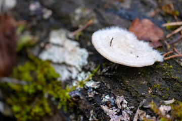 Hairy bracket fungus Trametes hirsuta on a log - obrazy, fototapety, plakaty