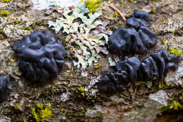 The black jelly fungus Exidia nigrans Witches` butter growing on a stick
