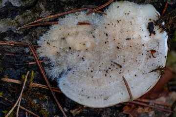 Hairy bracket fungus Trametes hirsuta on a log - obrazy, fototapety, plakaty