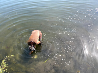 Man wearing a snorkel and searching for something underwater in the lake