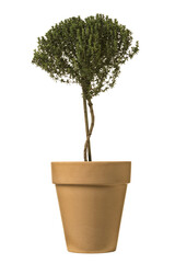 Potted thyme plant isllated - 751351602